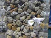 �A���r�m�h�C�c�C�G���[�^�L�V�[�h