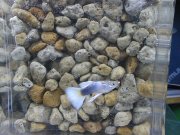 �h�C�c�C�G���[�^�L�V�[�h���{��