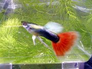 ���b�h�^�L�V�[�h���{��